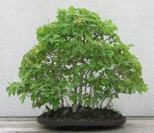 Drummond Red Drummonds Maple (Acer rubrum var. drummondii)