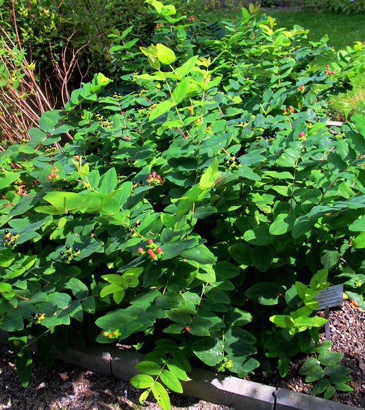 Sweet-amber Tutsan (Hypericum androsaemum)