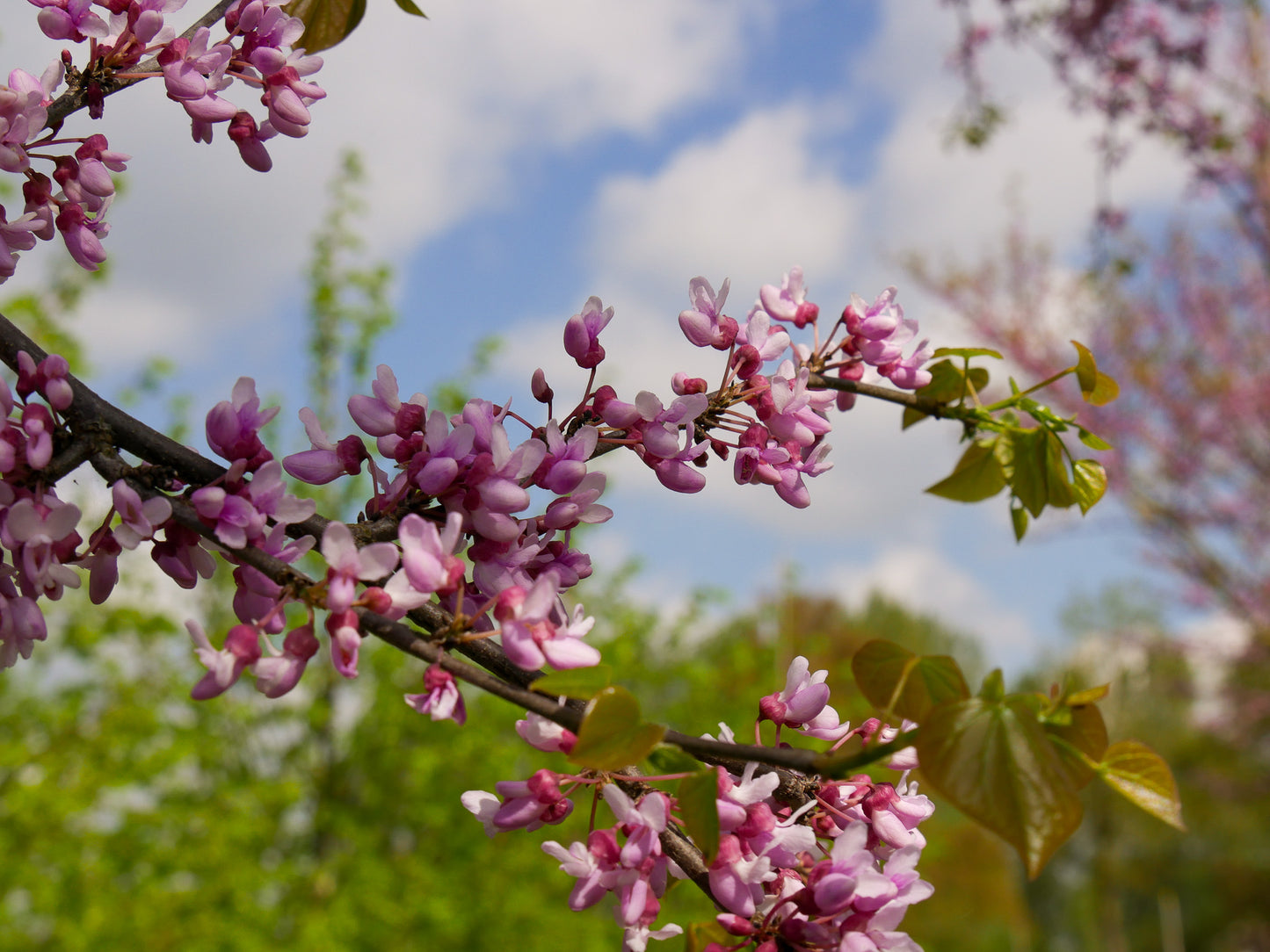 Eastern Redbud Redbud (Cercis canadensis Northern Zone 4)