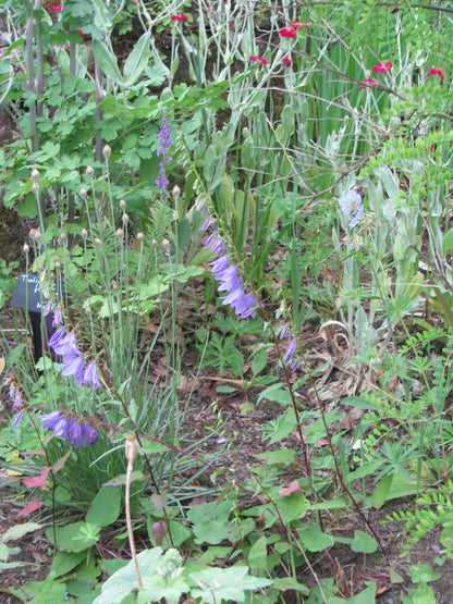 Ladybells (Adenophora bulleyana)