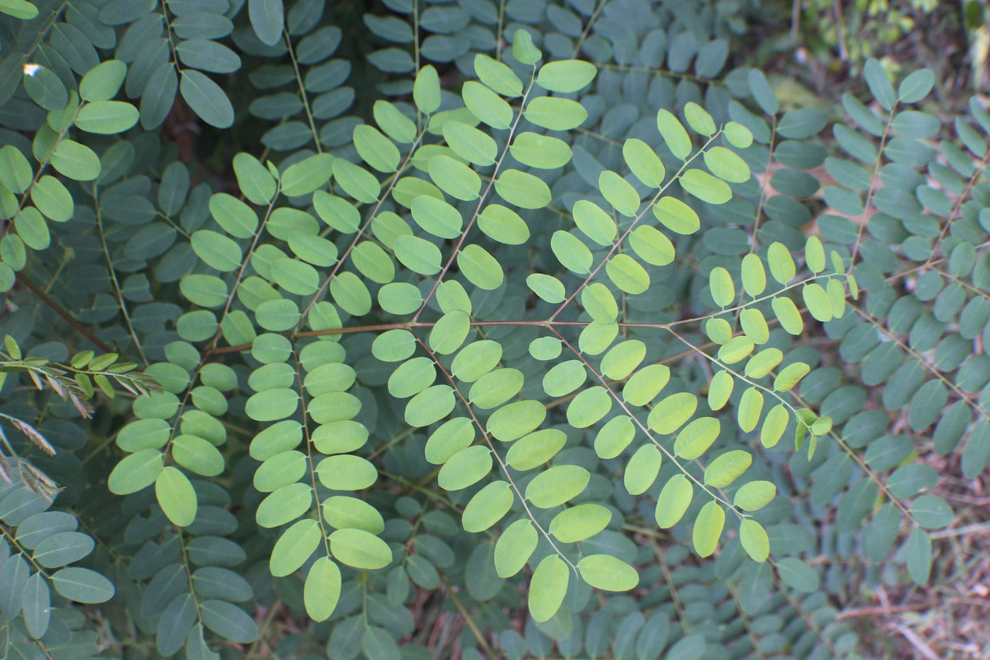 Red Beadtree Saga Tree (Adenanthera pavonina)