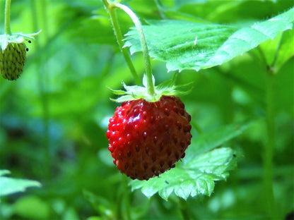 Wild Strawberry, Woodland (Fragaria vesca)