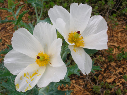 Hawaiian Poppy Smooth Pricklypoppy (Argemone glauca)