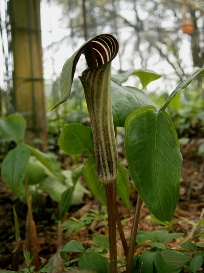 Jack In The Pulpit (Arisaema triphyllum)