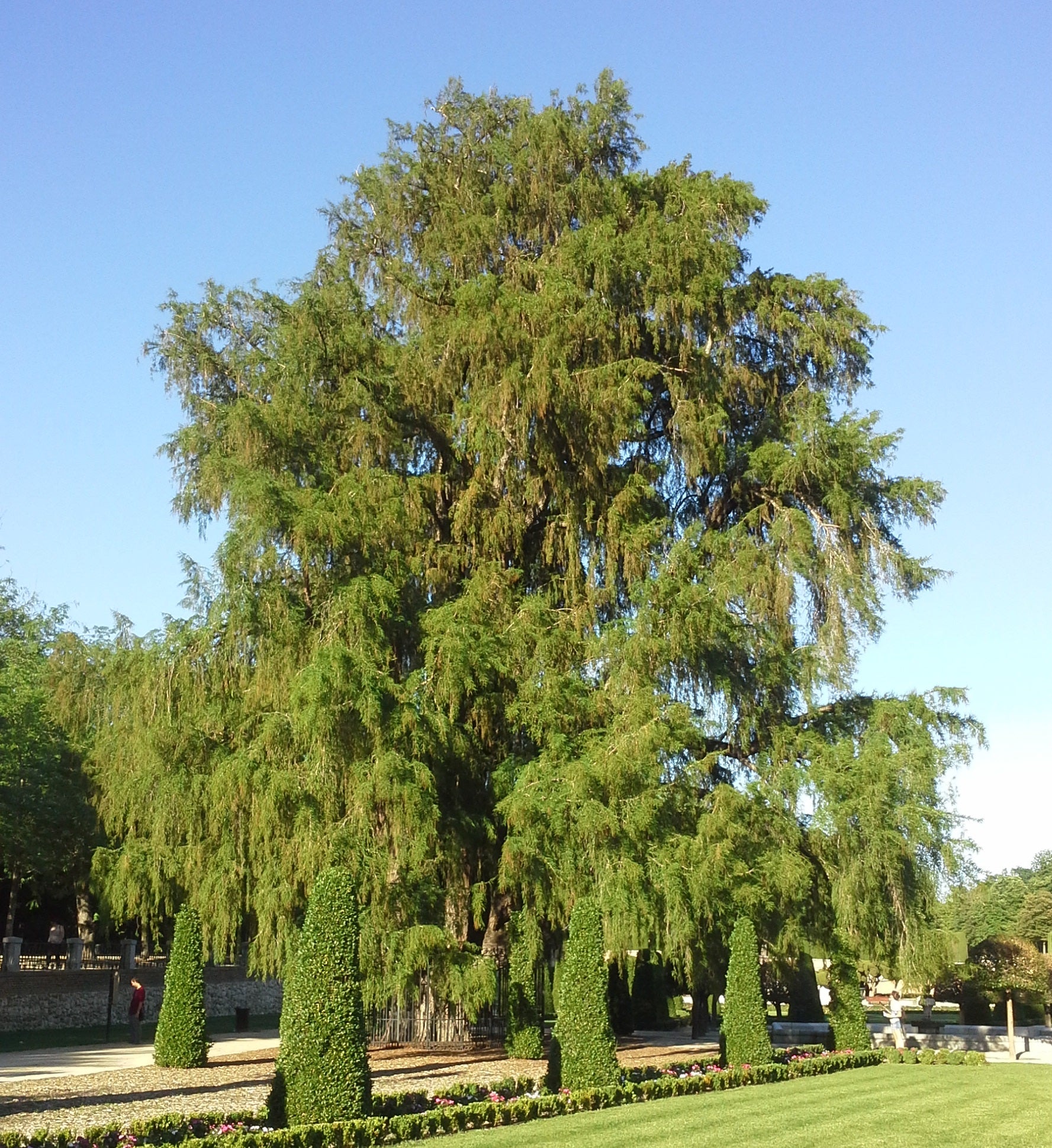 Ahuehuete Montezuma Baldcypress Cypress (Taxodium mucronatum ...