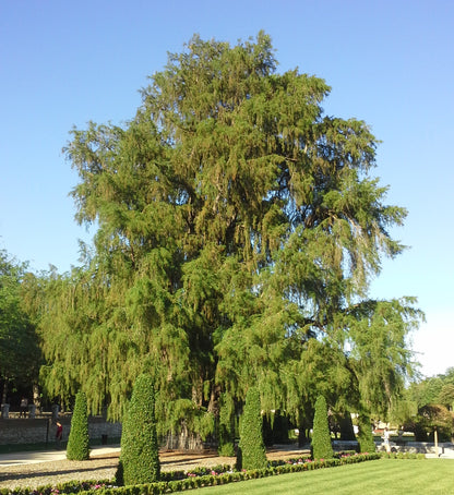 Ahuehuete Montezuma Baldcypress Cypress (Taxodium mucronatum)