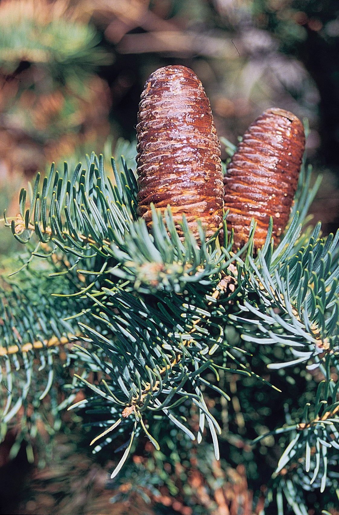 Concolor White Fir (Abies concolor ssp. concolor AZ, Kaibab)