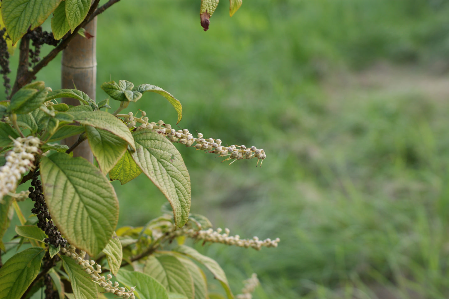 Cinnamon Clethra Pepperbush Sweet Pepper Bush Sweetpepperbush (Clethra acuminata)