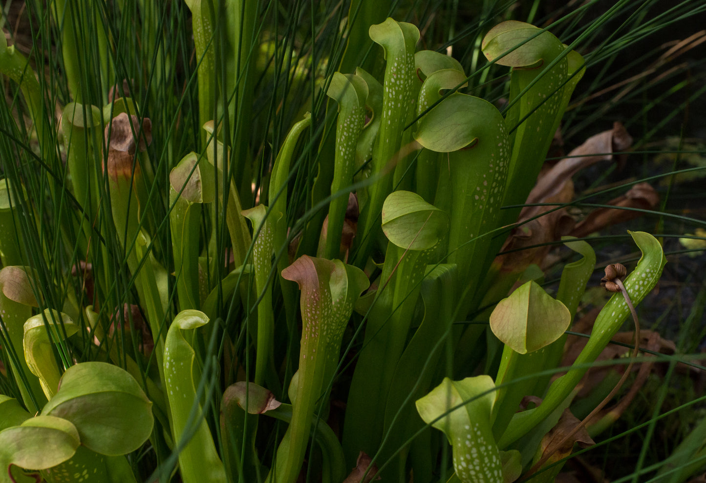 Hooded Pitcherplant (Sarracenia minor)