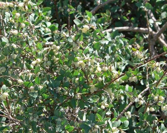 Mountain Snowberry (Symphoricarpos oreophilus)