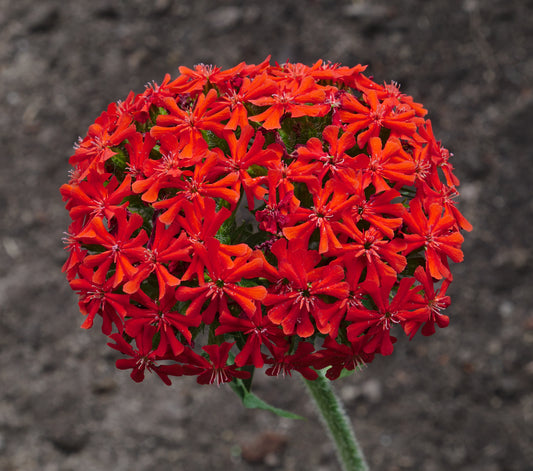 Burning Love Dusky Salmon Of Bristol Jerusalem Cross Maltese Nonesuch (Silene chalcedonica)