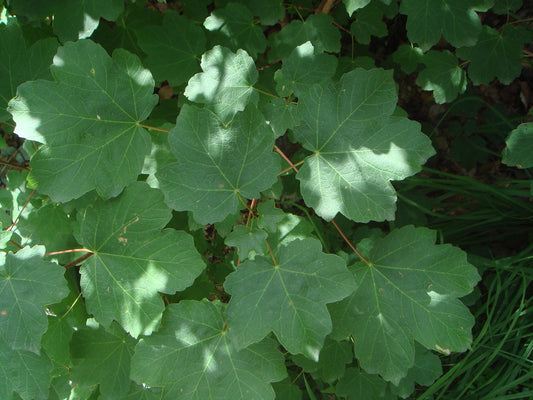 Italian Maple (Acer opalus)