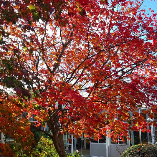 Palmatifolium Full Moon Maple (Acer shirasawanum var. palmatifolium dry seed)