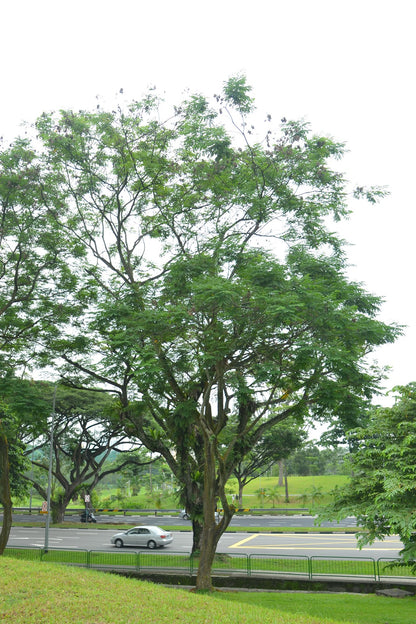 Red Beadtree Saga Tree (Adenanthera pavonina)