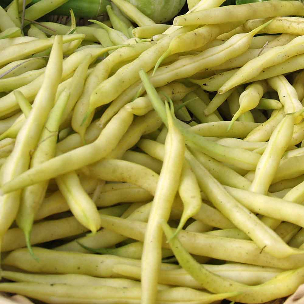 Golden Wax Bean (Phaseolus vulgaris 'Golden Wax')