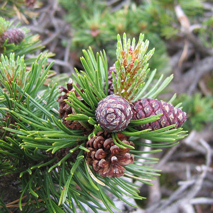 Mountain Pine Mugo Tree (Pinus mugo var. rostrata)