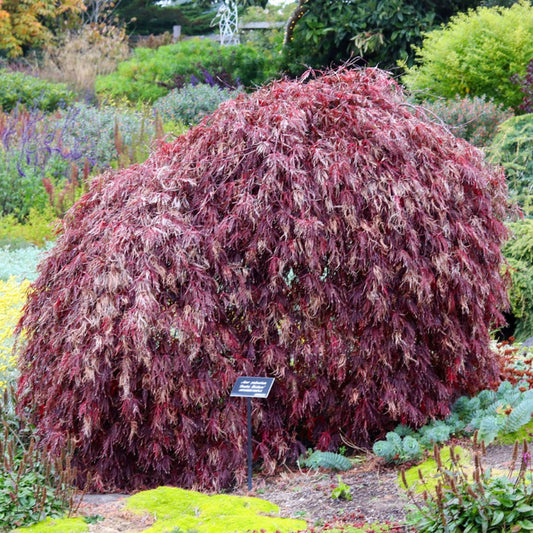 Inaba Shidare Japanese Maple (Acer palmatum ssp. matsumurae 'Inaba shidare' dry seed)