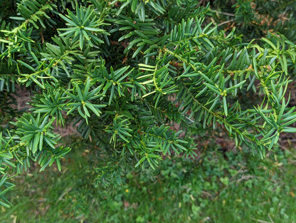 Pacific Yew (Taxus brevifolia)