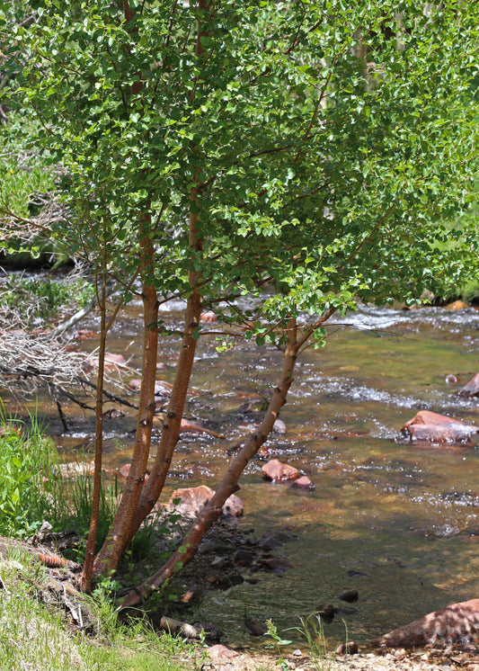 Red Birch Water Western Red Birch (Betula occidentalis)