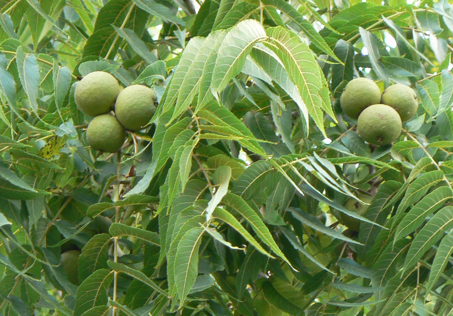 Eastern Black Walnut, Southern (Juglans nigra Southern)