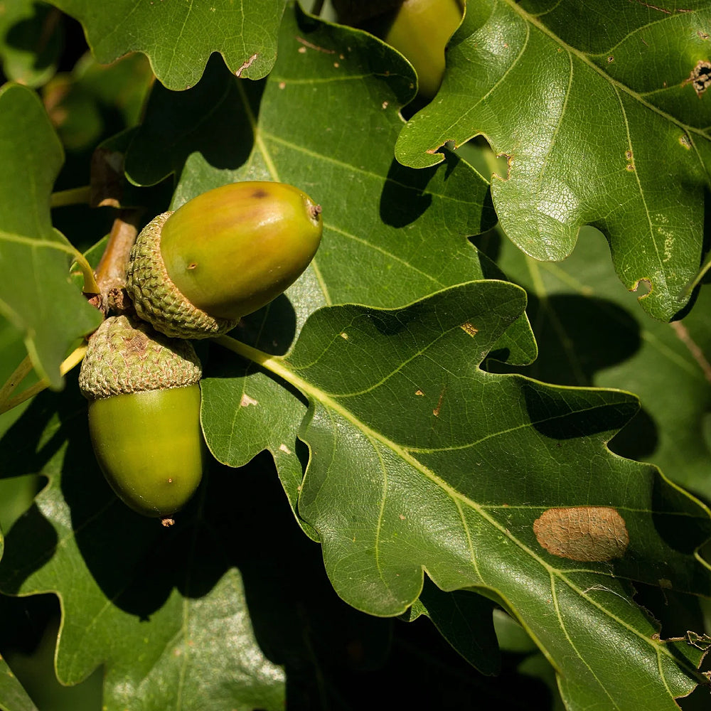 English Pedunculate Oak (Quercus robur)