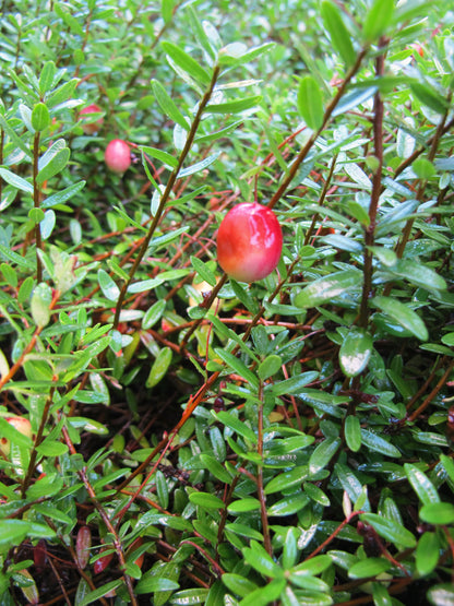 American Cranberry Cranberry (Vaccinium macrocarpon clean seed)