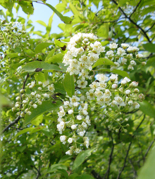 Choke Cherry (Prunus virginiana)