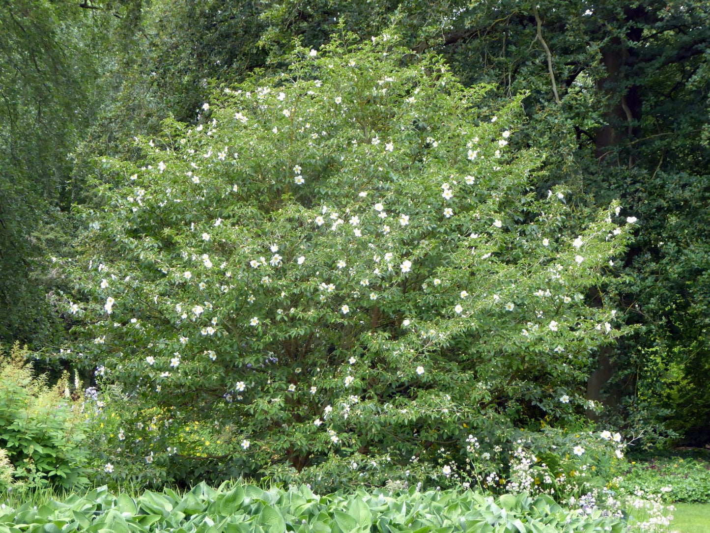 Japanese Stewartia Stewartia (Stewartia pseudocamellia & Stewartia rostrata (mixed))