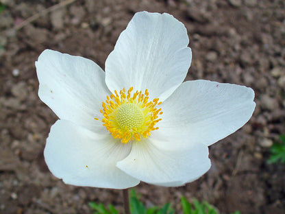 Snowdrop (Anemone sylvestris)