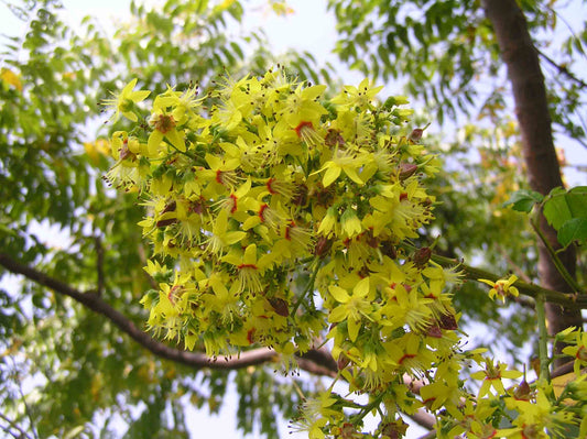 Chinese Flame Tree Golden Rain Tree (Koelreuteria bipinnata)