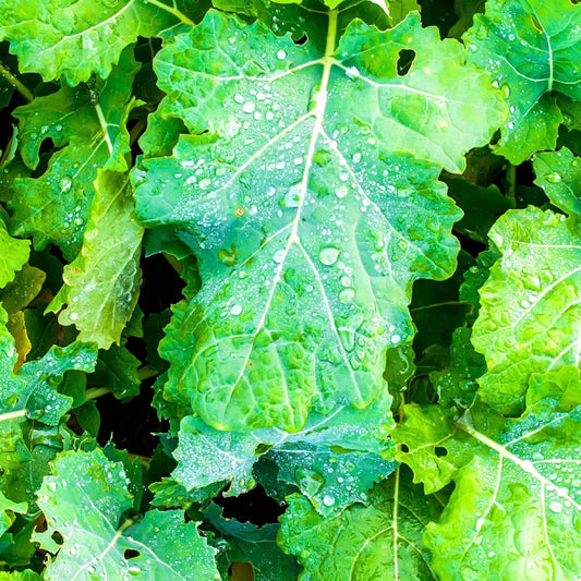 Rape Wichita Canola Rape Rape (Brassica napus 'Wichita')