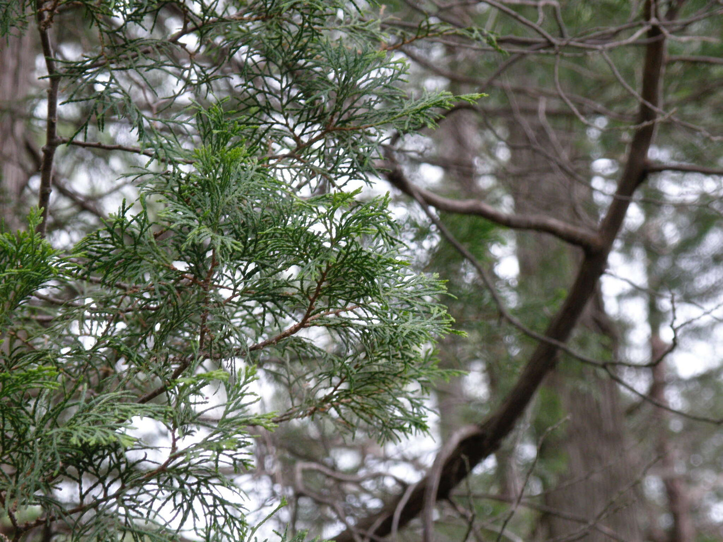 Atlantic White Cedar False Cypress (Chamaecyparis thyoides)