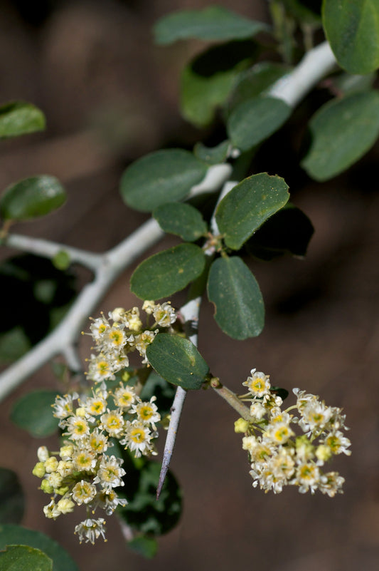 Snow Whitethorn Ceanothus (Ceanothus cordulatus)