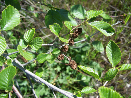 Sierra Alder (Alnus rhombifolia)