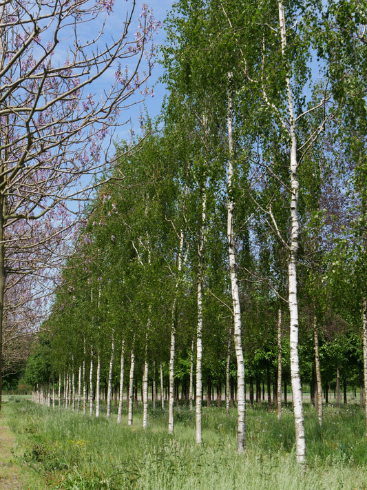 Prostrate European Birch (Betula pendula 'Prostrate')