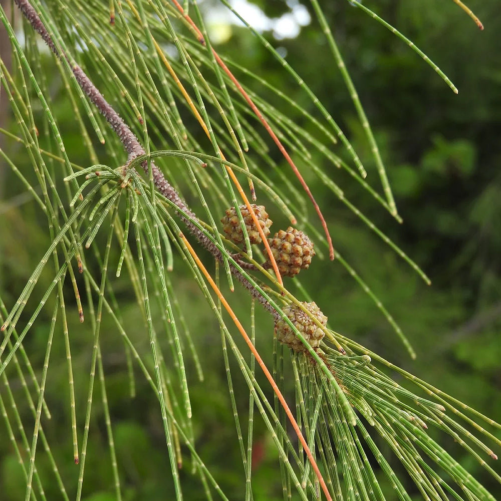 Australian Beach Sheoak Filao Horsetail Beefwood Ironwood She-oak (Casuarina equisetifolia)