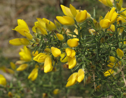 Furze Gorse Whin (Ulex europaea)
