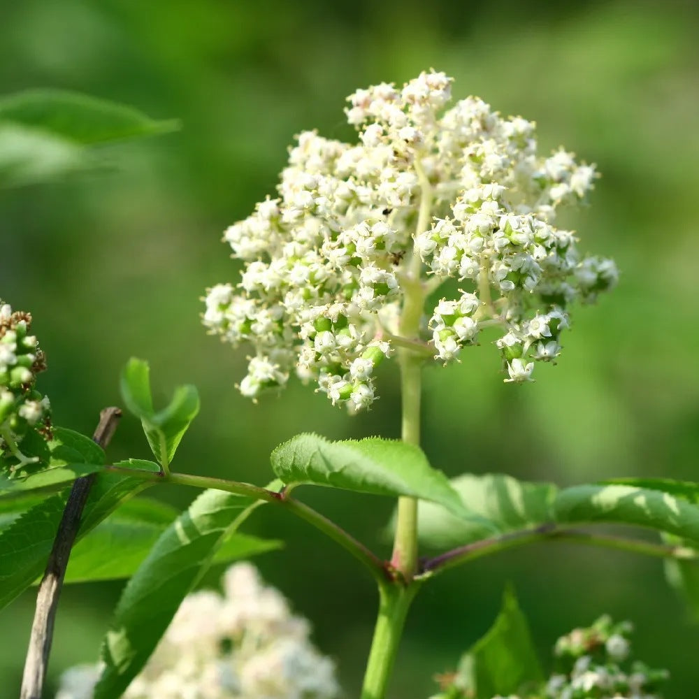 North China Elder (Sambucus williamsii)