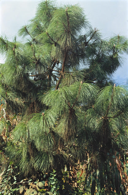 Yunnan Pine (Pinus yunnanensis)