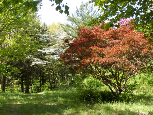 Scolopendrifolium Maple (Acer palmatum ssp. amoenum 'Scolopendrifolium' dry seed)