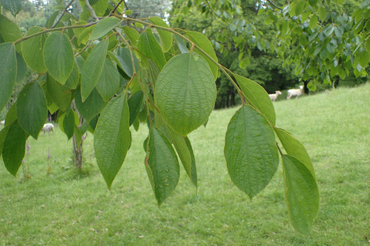 Julian Hackberry (Celtis julianae)