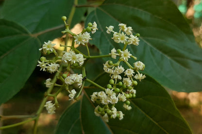 Japanese Raisin Oriental Tree (Hovenia dulcis)