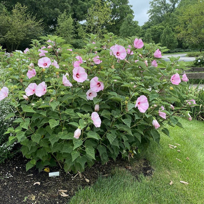 Common Rose Mallow Crimsoneyed Rosemallow Marsh Mallow (Hibiscus moscheutos)