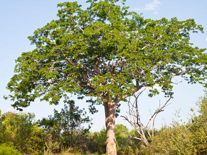 Honduras Pacific Coast Mahogany (Swietenia humilis)