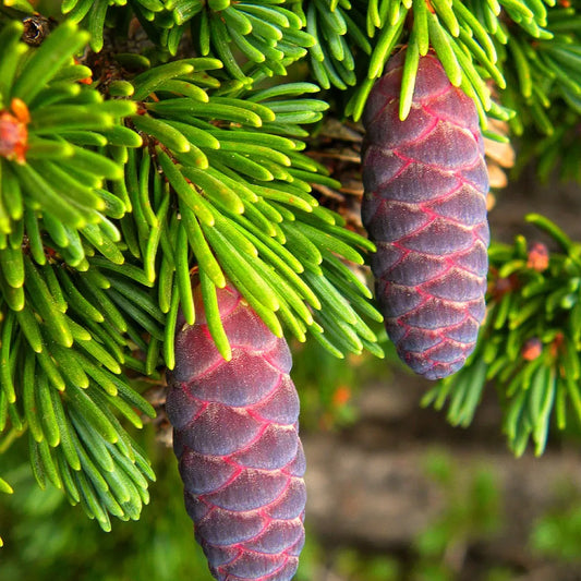 Mountain Hemlock (Tsuga mertensiana)