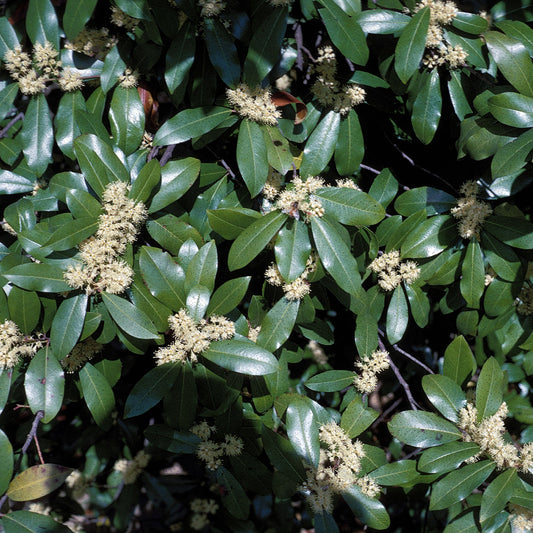 Carolina Laurelcherry Laurel Mock Orange Orange (Prunus caroliniana)