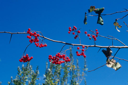 Thornapple, Washington Hawthorn (Crataegus phaenopyrum)