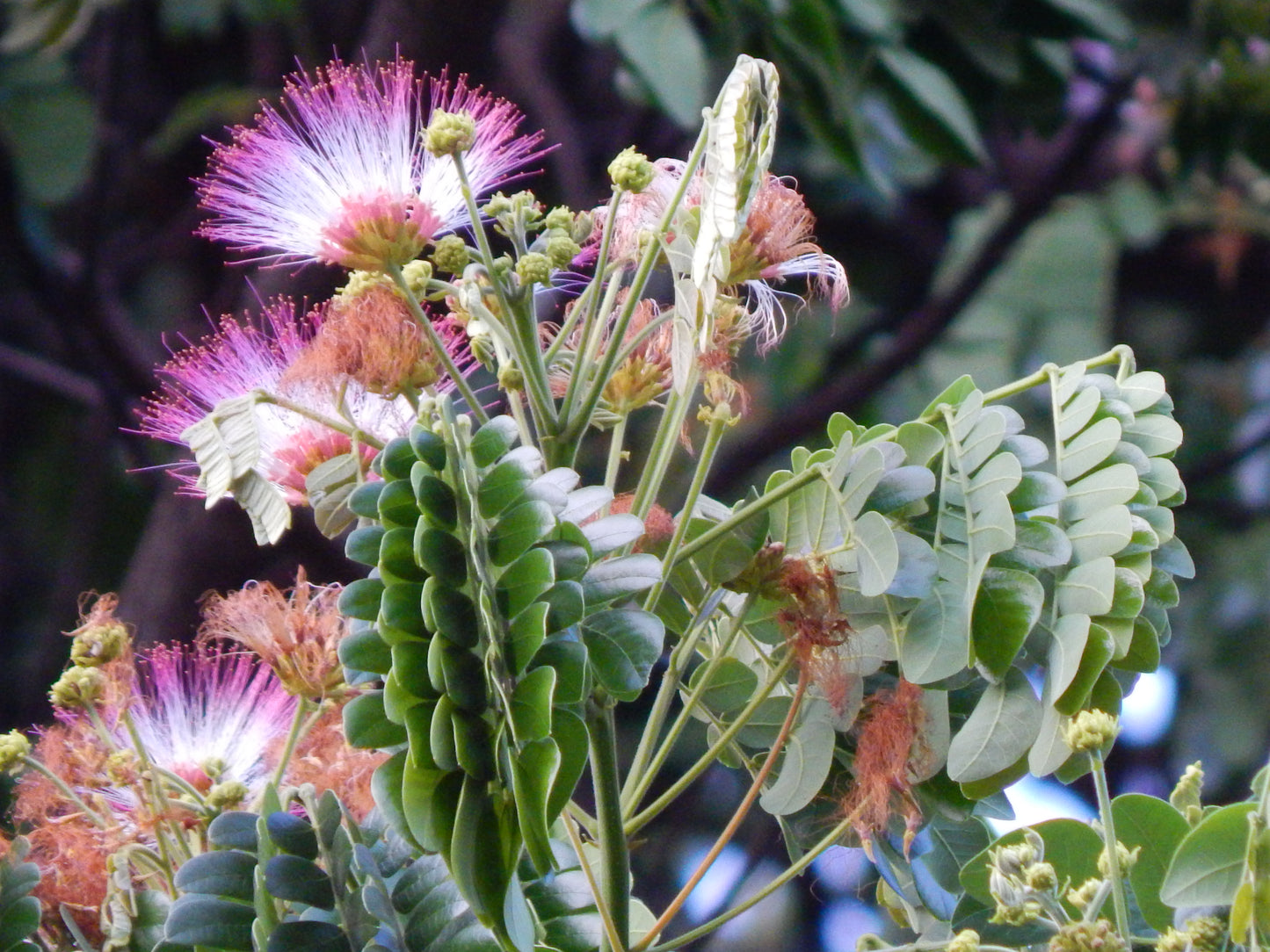 Monkeypod Tree, Raintree (Albizia saman)