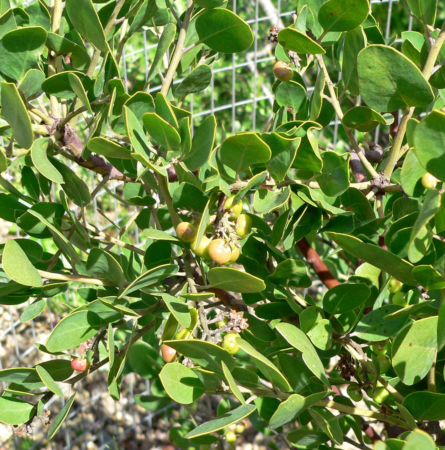 Common Manzanita Parry Whiteleaf Manzanita (Arctostaphylos manzanita)