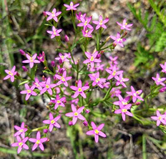 Monterey Centaury Muhlenbergs Centaury (Centaurium muehlenbergii)